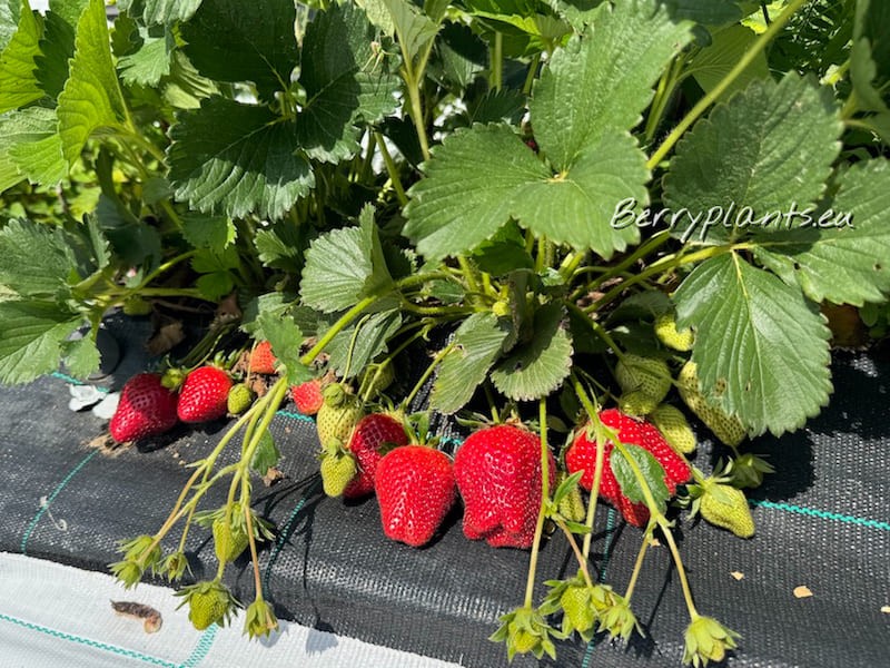 Strawberry Florence (Late) Tray plants